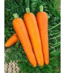Семена . Морковь Берликум Роял (5551) (партия 20 гр)